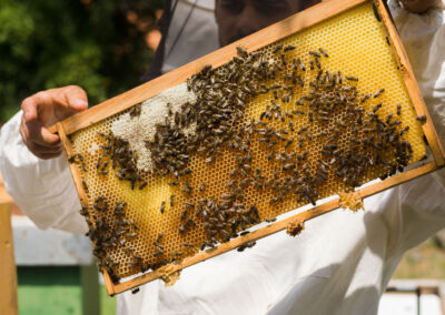 Abejas