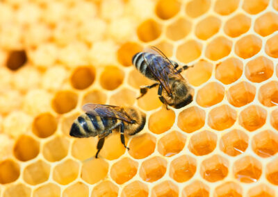 Abeja