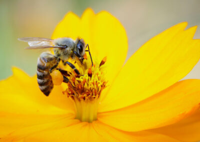 Abeja