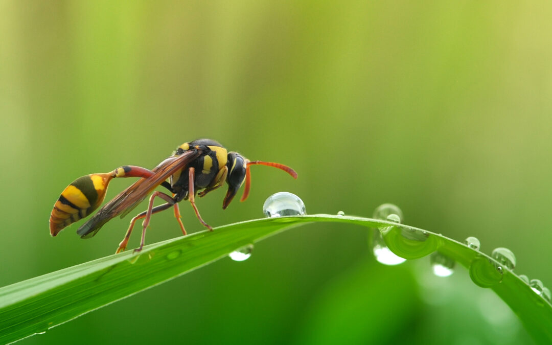 Abejas y Avispas