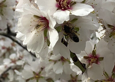 Flor de cerezo