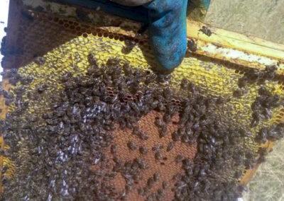 Panal con abejas