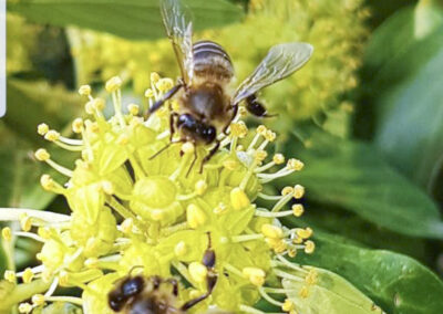 Abejas