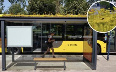 Salvando a las abejas en las paradas del autobús: La iniciativa que floreció en Holanda