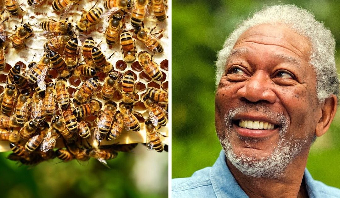 El Santuario de Abejas de Morgan Freeman: Un Refugio Natural para la Biodiversidad