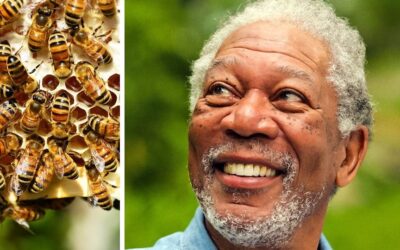 El Santuario de Abejas de Morgan Freeman: Un Refugio Natural para la Biodiversidad